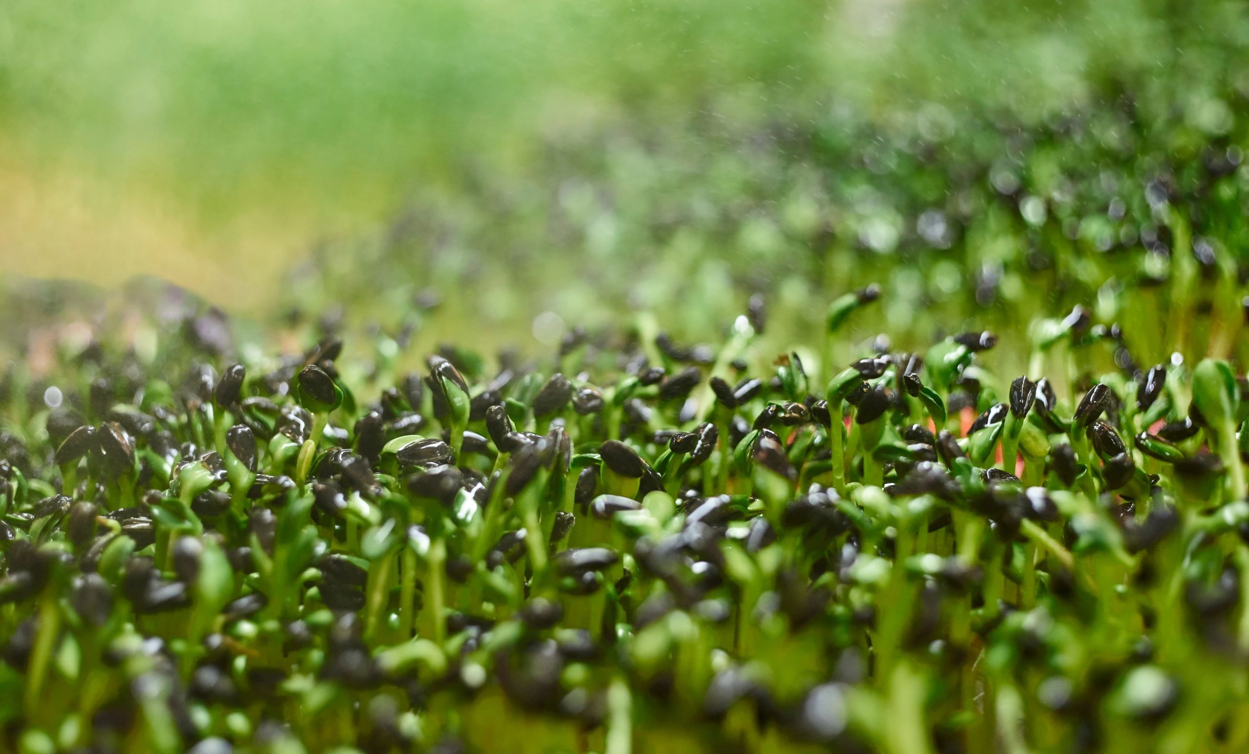 Close-up of fresh sunflower microgreens and sprouts