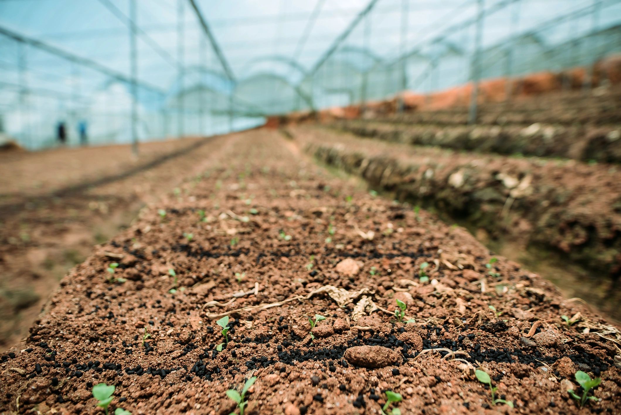 Hands sowing seeds in soil in a greenhouse