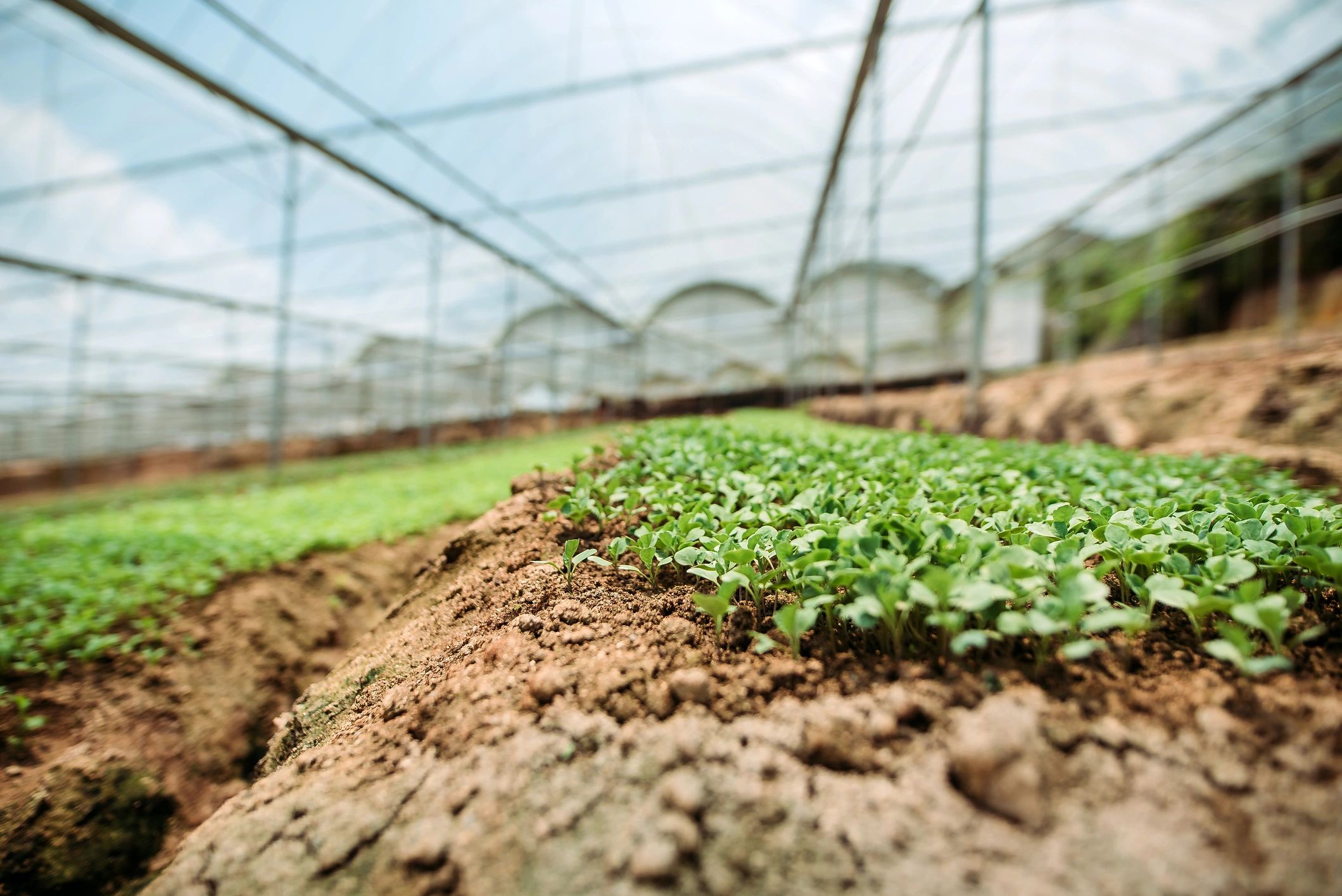 Seedlings and young greens growing in trays inside a greenhouse