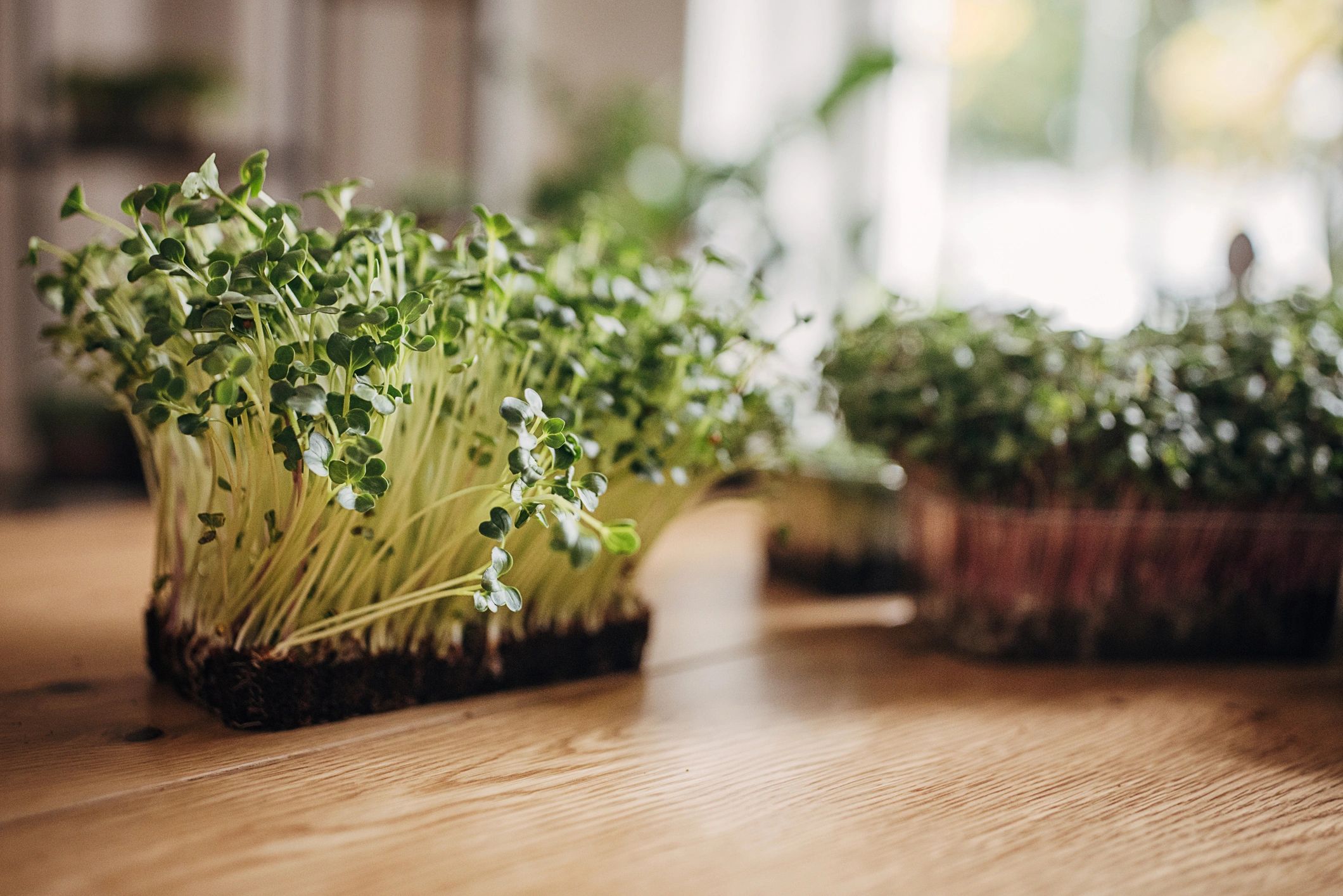 Fresh pea shoot microgreens in a small pot on a wooden table