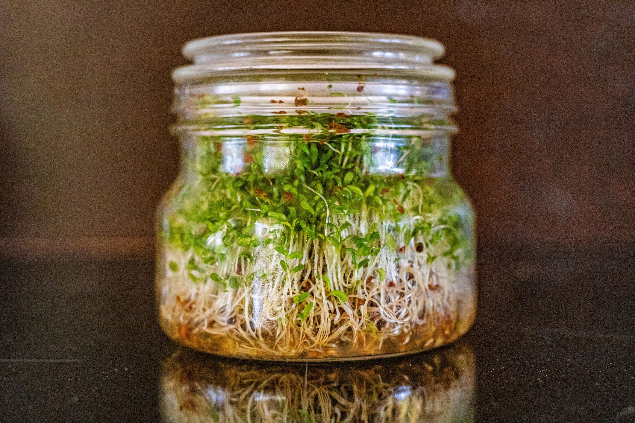 Close-up of fresh microgreens