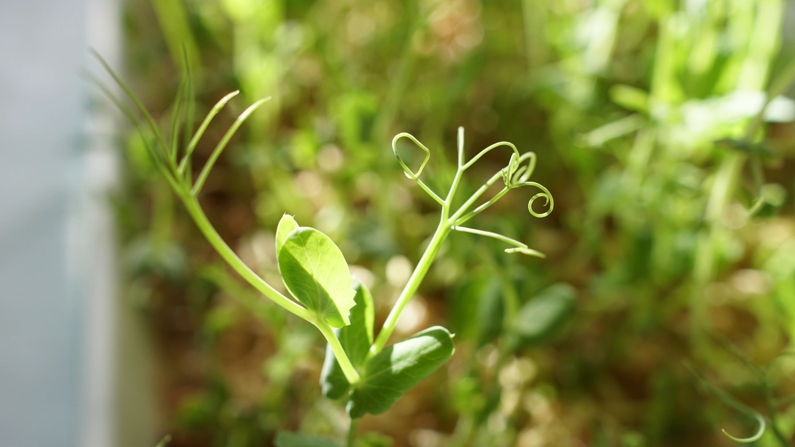 Macro close-up of a young pea shoot
