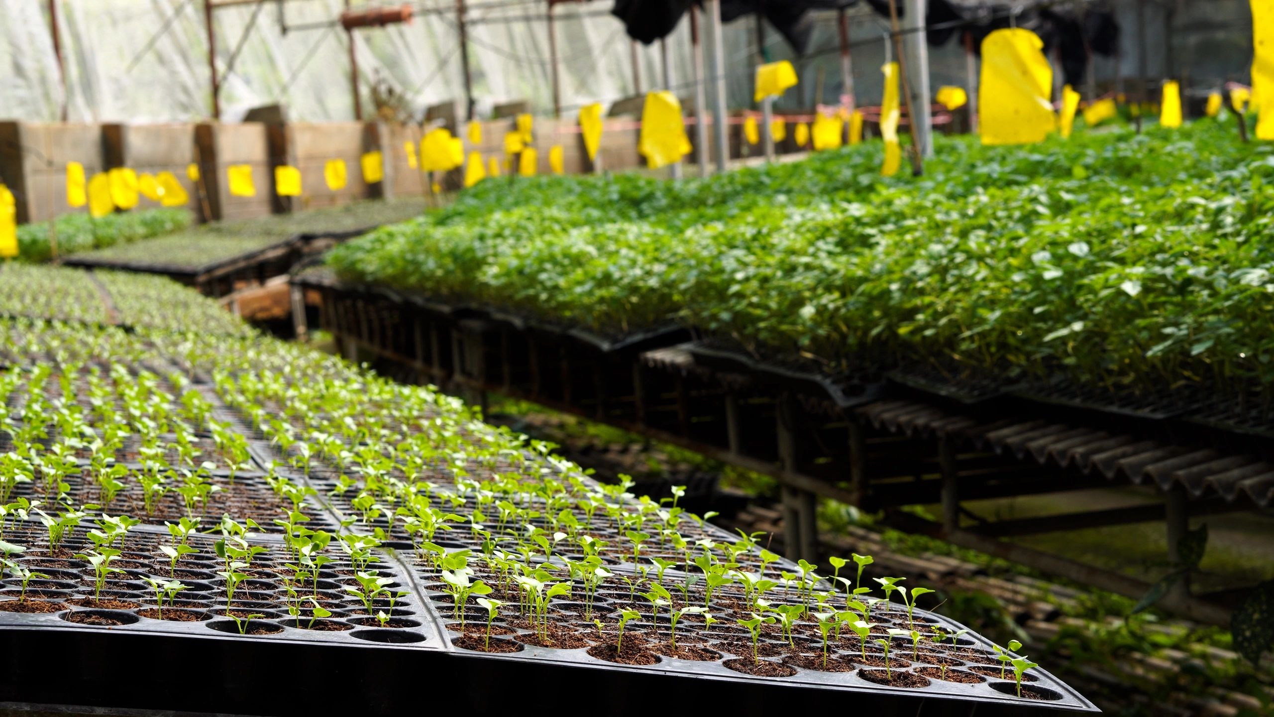 Indoor growing trays with fresh greens
